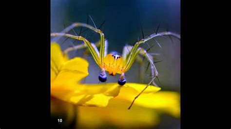 Micro Photography by Kavisan K | Micro Photography Institute of Kerala, Creative Hut - YouTube