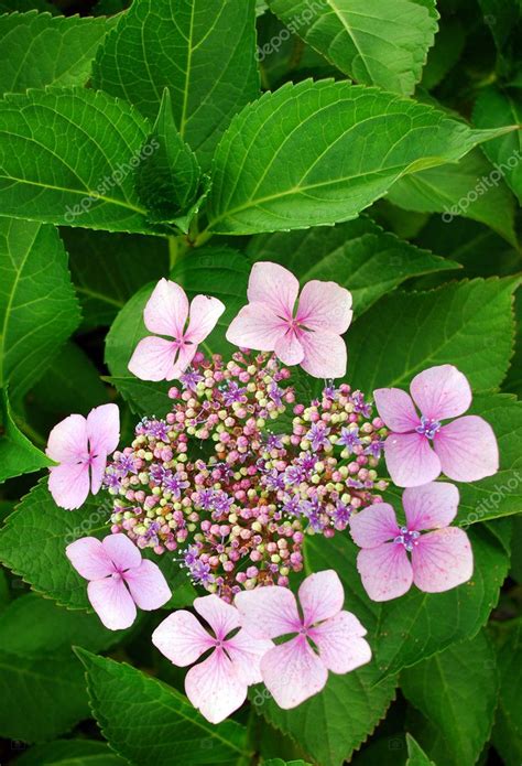 Pink hydrangea shrub Stock Photo by ©Miiisha 2732159