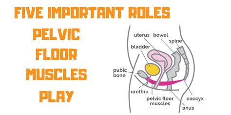 Pelvic Floor Muscles' Five Important Roles - Propel Physiotherapy