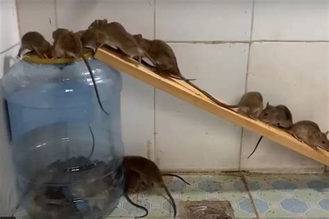 5 Cara Alami dan Mudah mengusir Tikus di Rumah, Tanpa Racun Tikus - Suara Merdeka