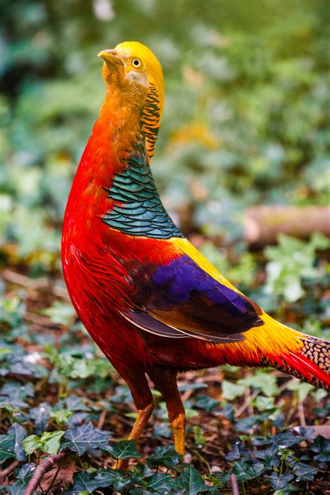 Golden Pheasant Free Stock Photo - Public Domain Pictures