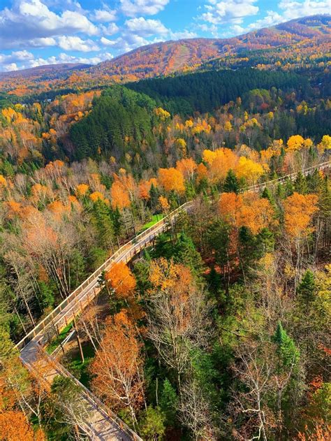 Best fall ever? Maybe! Here's why Quebec's leaves are bursting with colour | CBC News