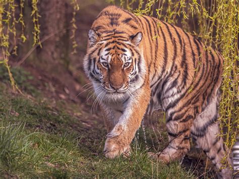 Yorkshire Wildlife Park | Animals | Days out in Yorkshire