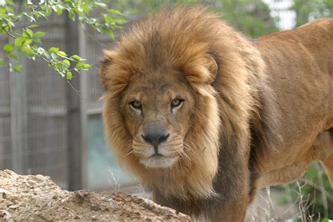 Lion Manes Linked to Climate