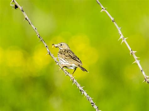 20+ Free Skylark & Lark Images - Pixabay