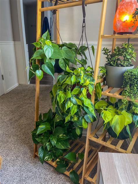 I can’t decide which one is my favorite : r/HangingPlants