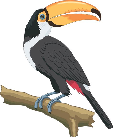 Toucan clipart realistic, Toucan realistic Transparent FREE for download on WebStockReview 2024