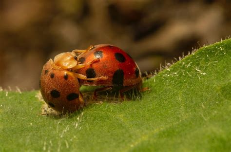 Premium Photo | A couple of ladybugs mating on a green leaf.