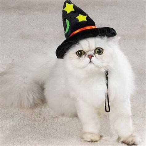 Cats wearing adorable hats