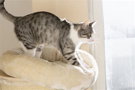 Surprising Reasons Behind the Kneading Behavior in Cats - Cat Appy