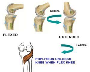 Knee locking and unlocking mechanism - Screw home mechanism