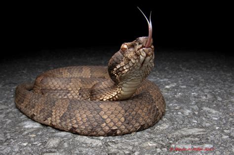 habu snake | Okinawa Nature Photography