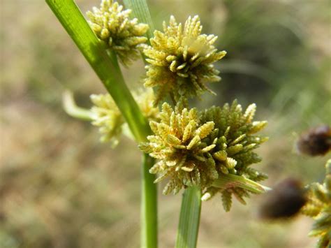 Cyperus difformis - efloraofindia