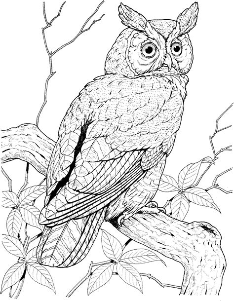 Owl Coloring Pages | Owl Coloring Pages