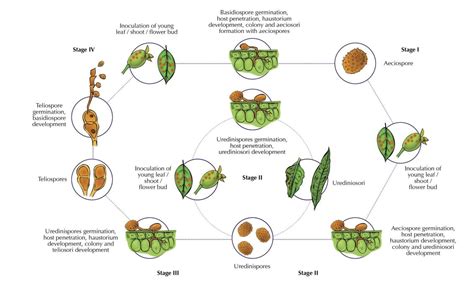 Rust diseases in ornamentals