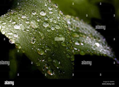 Water droplets on a leaves Stock Photo - Alamy