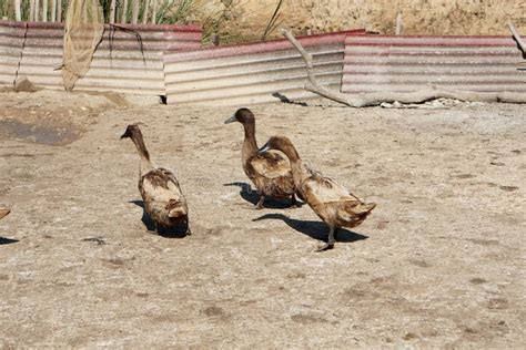 Khaki Campbell Ducks on the Farm Stock Image - Image of nature, wild ...