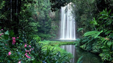 Millaa Millaa Waterfall in the rainforest - Australia - backiee