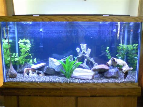 New 90gal. cichlid tank! | Cichlid Fish Forum