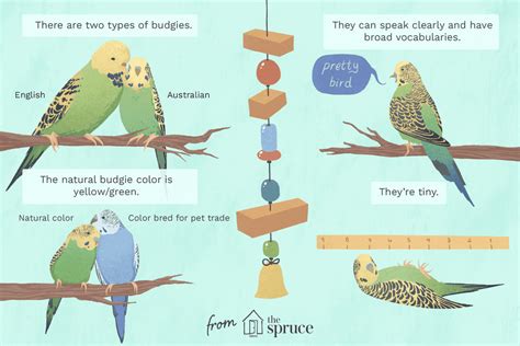 Learn All About Pet Budgie Birds