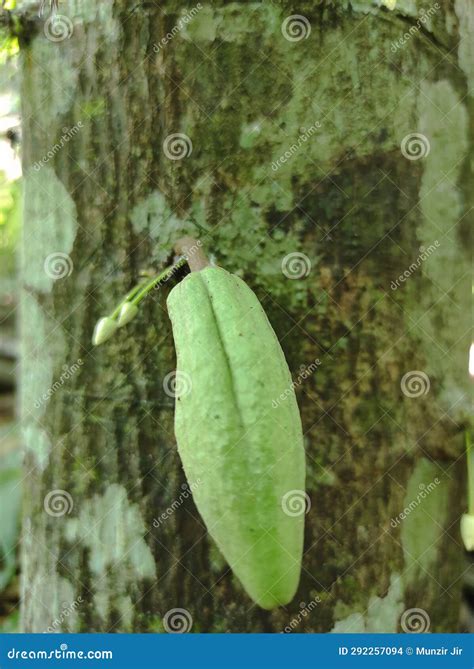 This is a Chocolate Fruit that is Still Easy To Tree Stock Photo - Image of tree, chocolate ...