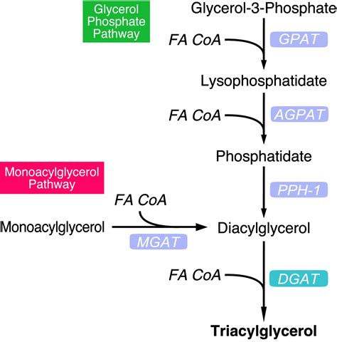 Triacylglycerol Synthesis