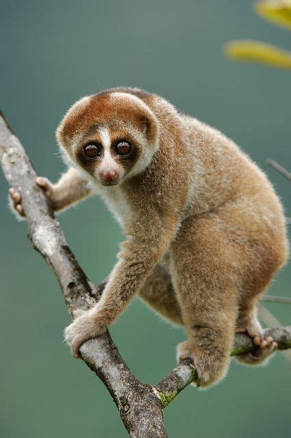 Loris | Loris perezosos, Animales salvajes bonitos, Animales de la prehistoria