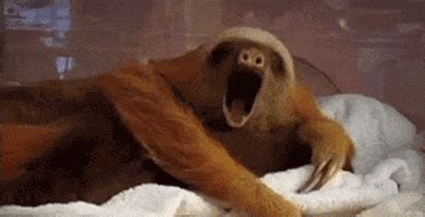 Sleepy Animals GIFs - Find & Share on GIPHY