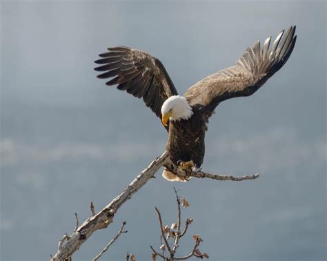 Bald Eagle Landing on Branch · Free Stock Photo