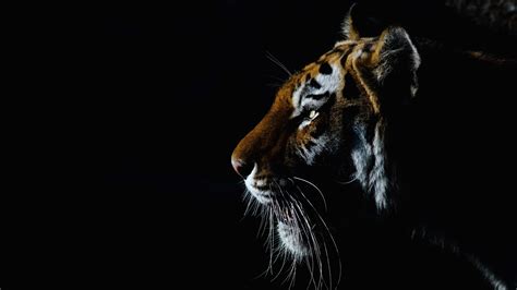 Animal Tiger 4K HD Wallpapers | HD Wallpapers | ID #33387