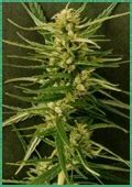 Ethiopian Highland (von African Seeds) :: Cannabis Sorten Infos