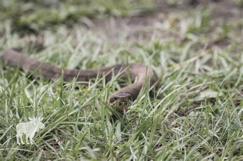 Cottonmouth Vs Copperhead: Side By Side — Forest Wildlife