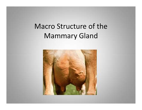 Anatomy Of Mammary Gland Of Cow Ppt - All About Cow Photos