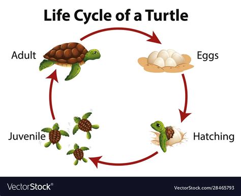 Diagram showing life cycle sea turtle vector image on VectorStock | Turtle life cycle, Life ...