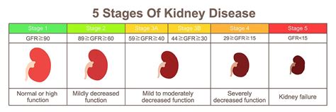 Kidney Disease: Know The Signs - SAVINGYOURDOG