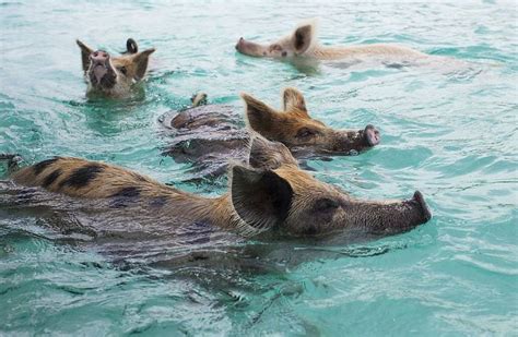 Bahamas Swimming Pigs Discovered Dead After Tourists Fed Them Alcohol