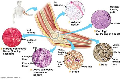 Pin on histologie | Loose connective tissue, Body tissues, Tissue types