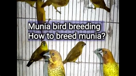 munia bird breeding , how to breed munia - YouTube