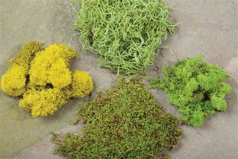 Moss Varieties and Uses | HGTV