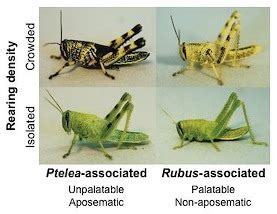 Phenotypic plasticity is a natural ability for plants and animals to ...