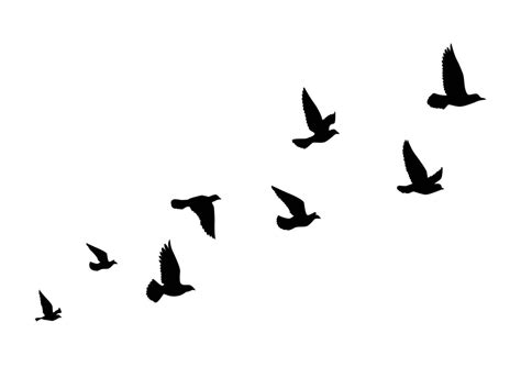 Flying birds silhouettes on white background. Vector illustration ...