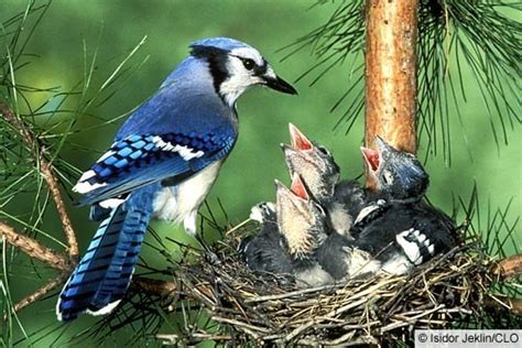 Blue Jay, Life History, All About Birds - Cornell Lab of Ornithology