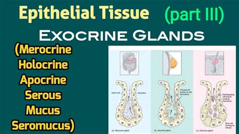 Merocrine, Apocrine, Holocrine Secretion & Serous, Mucus, Seromucus Glands | AM Biologie Notes ...