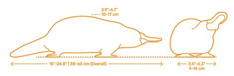 Platypus (Ornithorhynchus anatinus) Dimensions & Drawings | Dimensions.com