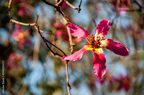 Chorisia or Ceiba Speciosa, the flower of the ceiba insignis tree Stock Photo | Adobe Stock