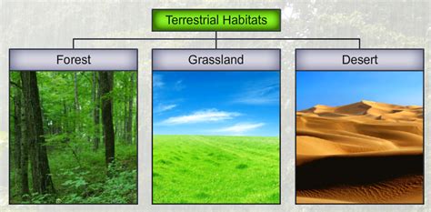 What are the different types of habitat? Give diagrams - Home Work Help - Learn CBSE Forum