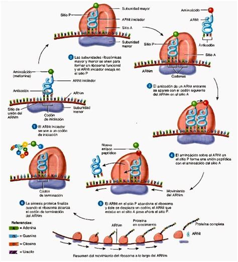 Síntesis de proteínas