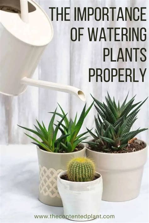 Watering Plants Properly - The Contented Plant