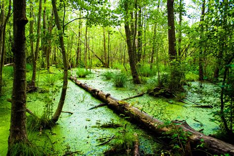 Swamp Wallpapers for Desktop (73+ images)