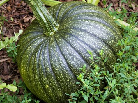 How To Turn Green Pumpkins Orange